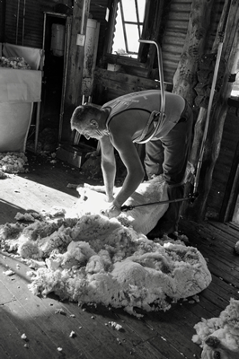 Steam Plains Shearing 022708  © Claire Parks Photography